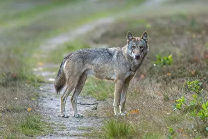 Gray wolf (Canis lupus) in the wild