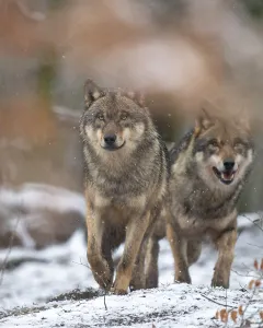 Gray wolf (Canis lupus), Winter