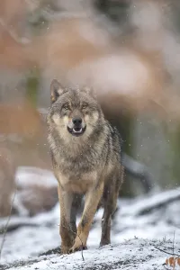 Gray wolf (Canis lupus), Winter