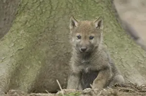 Category Wildlife DE Prints: Gray wolf (Canis lupus), young animal
