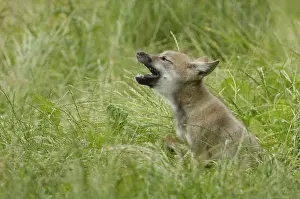 Category Wildlife DE Prints: Gray wolf (Canis lupus), young animal