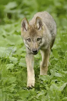 Gray wolf (Canis lupus), young animal