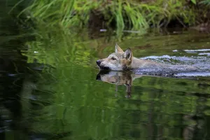Gray wolf (Canis lupus), young animal swimming in water