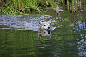 Gray wolf (Canis lupus), young animal swimming in water
