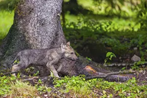 A gray wolf pup (Canis lupus lupus) runs along the edge of a forest on a rainy day