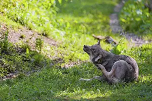 A gray wolf pup (Canis lupus lupus) sits on a green meadow and scratches himself with his hindleg