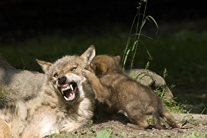 Gray Wolves (Canis lupus), adult and young animals