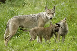 Category Wildlife DE Prints: Gray wolves (Canis lupus), female with young