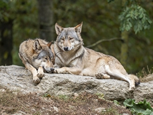 Gray wolves (Canis lupus) lying on a rock