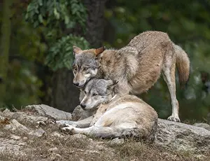 Gray wolves (Canis lupus) lying and standing on a rock