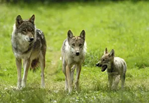 Category Wildlife DE Prints: Gray wolves (Canis lupus), pair with young