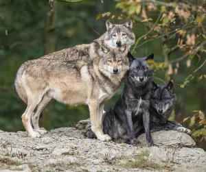 Gray wolves (Canis lupus) standing and lying on a rock