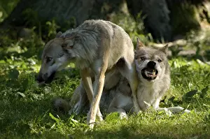 Category Wildlife DE Prints: Gray wolves (Canis lupus), threatening gesture
