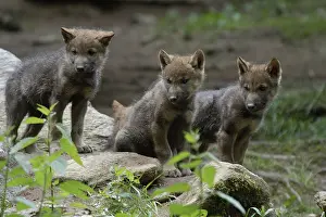 Category Wildlife DE Prints: Gray wolves (Canis lupus), young animals, young