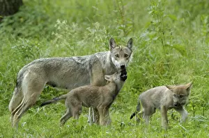 Category Wildlife DE Prints: Gray wolves, female with cubs, wolves (Canis lupus)