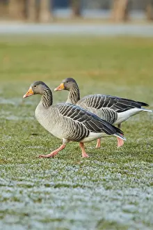 Graylag goose (Anser anser) on a meadow