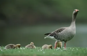 Graylag Goose with goslings, Hesse