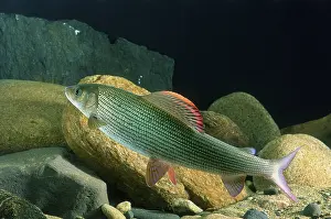 Grayling (Thymallus thymallus)