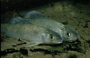 Graylings, Austria, European grayling (Thymallus thymallus)