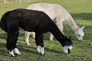 Grazing alpacas (Vicugna pacos), Germany, Europe