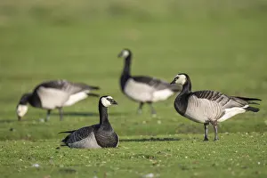 Grazing barnacle geese or barnacle geese (Branta leucopsis)