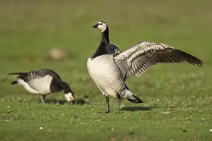 Grazing barnacle geese or barnacle geese (Branta leucopsis)