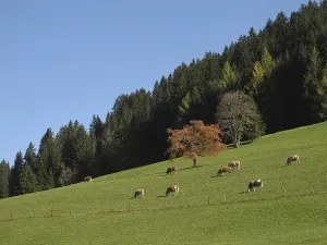 Grazing Cows In The Autumn