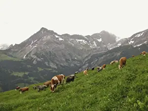 Grazing cows in the Bernese Oberland