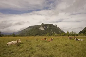 Category Wildlife DE Prints: Grazing cows in the Ettaler Weidemoos