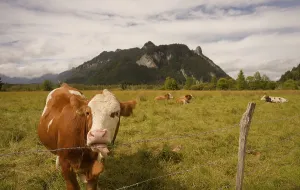 Category Wildlife DE Prints: Grazing cows in the Ettaler Weidemoos