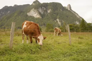 Category Wildlife DE Prints: Grazing cows in the Ettaler Weidemoos