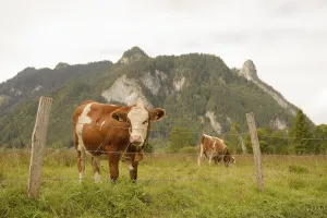 Category Wildlife DE Prints: Grazing cows in the Ettaler Weidemoos