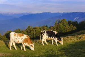 Grazing cows, Komovi Mountains