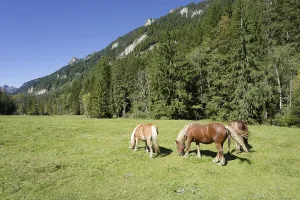 Category Wildlife DE Prints: Grazing horses in the Graswang valley