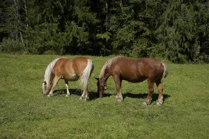 Category Wildlife DE Prints: Grazing horses in the Graswang valley