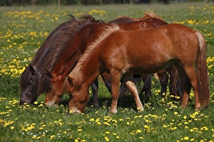Three grazing Icelandic horses (Equus islandicus)