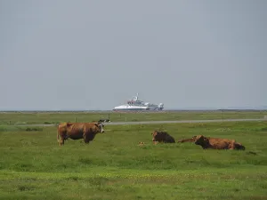 Grazing and lying cows on a pasture