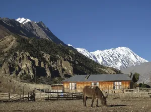 Grazing Mule In Manang, Tilicho Peak