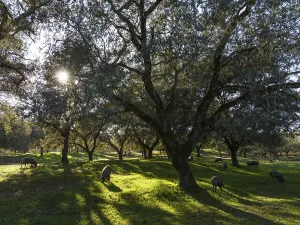Grazing pigs and holm oaks (Quercus ilex) in the Sierra de Aracena