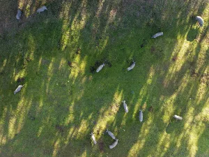 Framed Print : Grazing pigs in the Sierra de Aracena