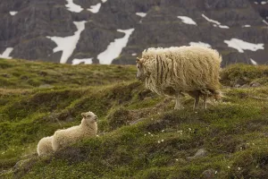 Grazing sheep in fresh green grass