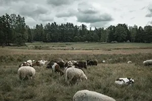 Grazing sheep and goats in the Blockheide