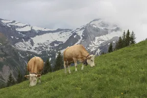 Grazing Simmental Cows in the Bernese Oberland