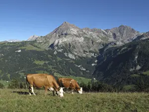 Grazing Simmental Cows in Gsteig near Gstaad and mountains