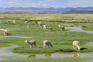 Grazing (Vicugna pacos), Salinas and Aguada Blanca National Reservation