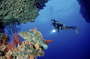 Greasy Grouper (Epinephelus tauvina) and diver