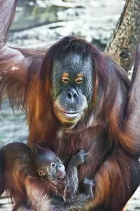 Great ape red Bornean Orangutan with cute baby