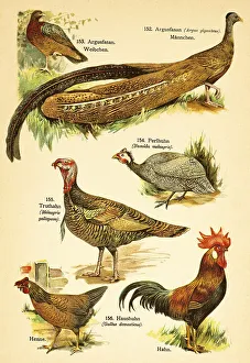 Great argus (Argusianus argus)