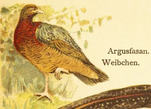 Great argus (Argusianus argus) female