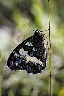 Great banded grayling (Brintesia circe) Germany